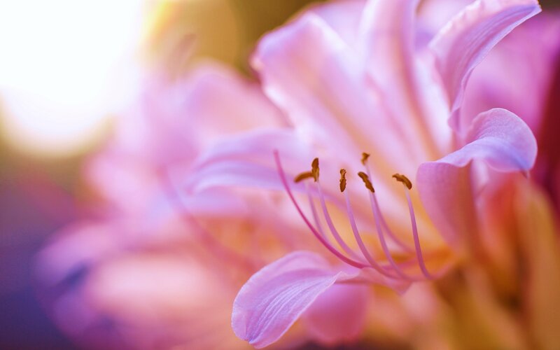 Pink Flower Bloom — Serene, Morning