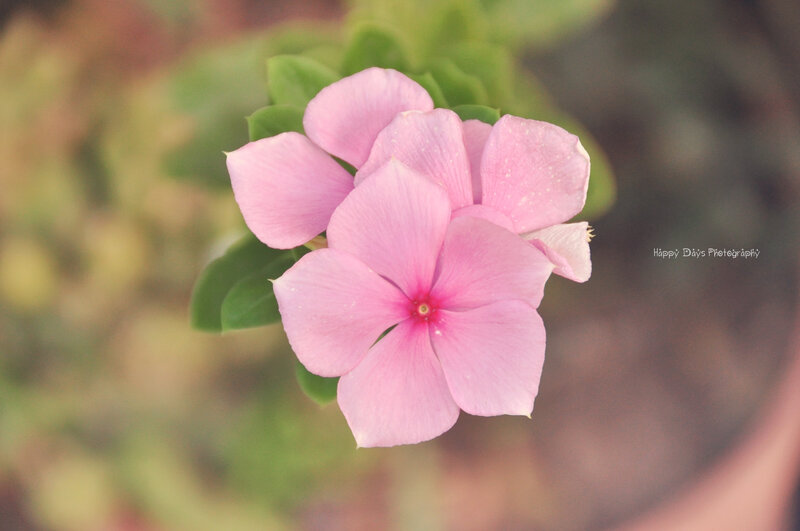 Pink Flower Bloom — Serene, Photograph, Green Leaves, Petals