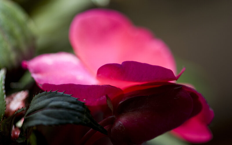 Pink Flower Bloom — Serene, Photograph, Leaf