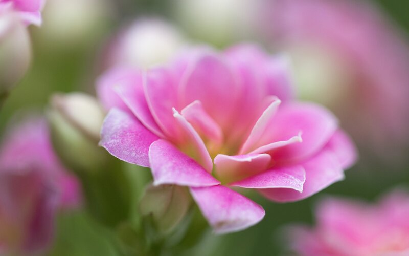 Pink Flower Bloom — Serene, Photograph, Petals, Green Leaves