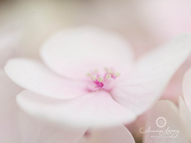 Pink Flower Bloom — Serene, Photograph, Petals