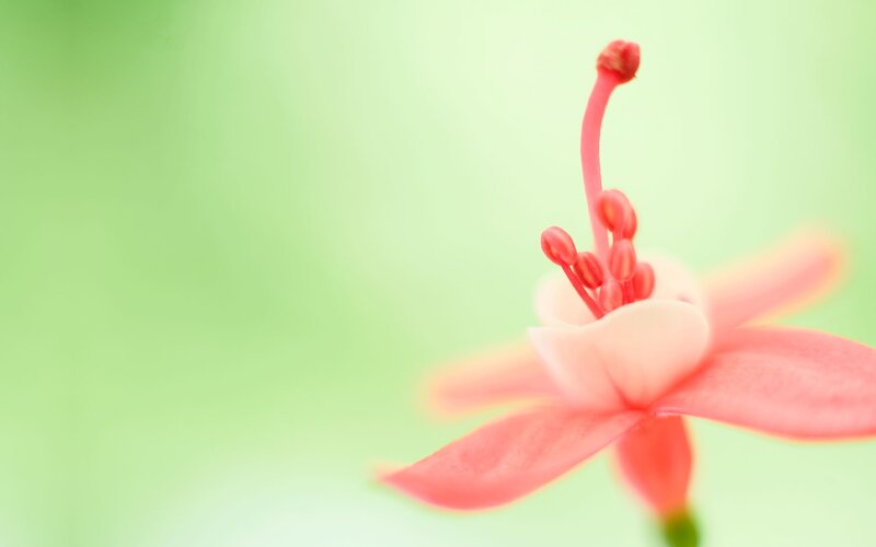 Pink Flower Bloom — Serene, Photograph, Stamen
