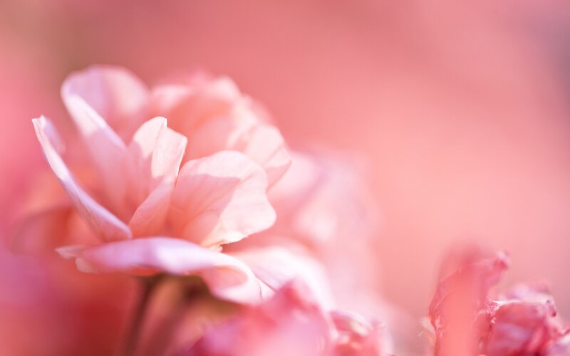 Pink Flower Bloom — Serene, Spring, Photograph, Petals, Blurred Background