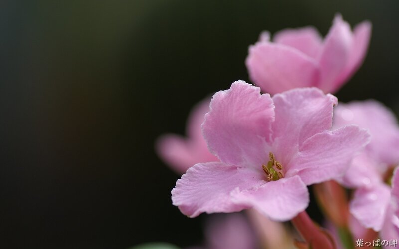 Pink Flower Bloom — Serene, Spring, Photograph, Petals