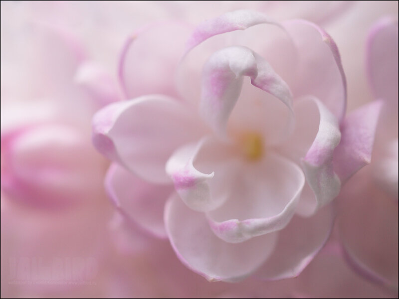 Pink Flower Bloom — Serene, Spring, Photograph