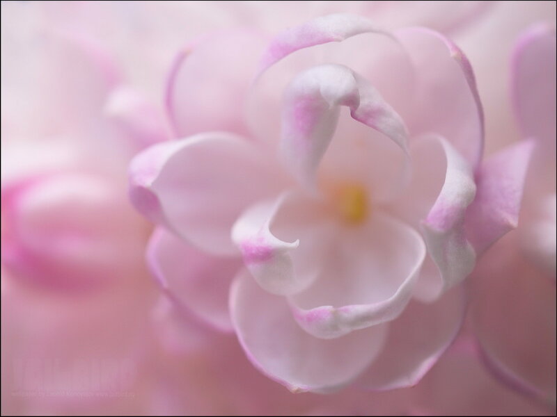 Pink Flower Bloom — Serene, Spring