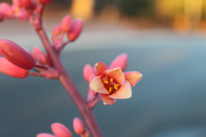 Pink Flower Bloom — Serene