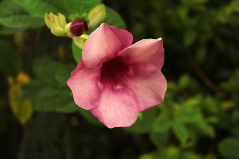 Pink Flower Bloom