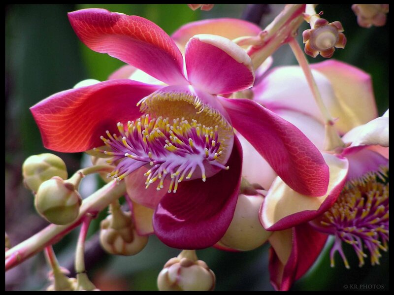Pink Flower Bloom — Vibrant