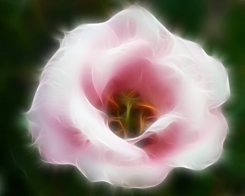 Pink Flower Bloom — White