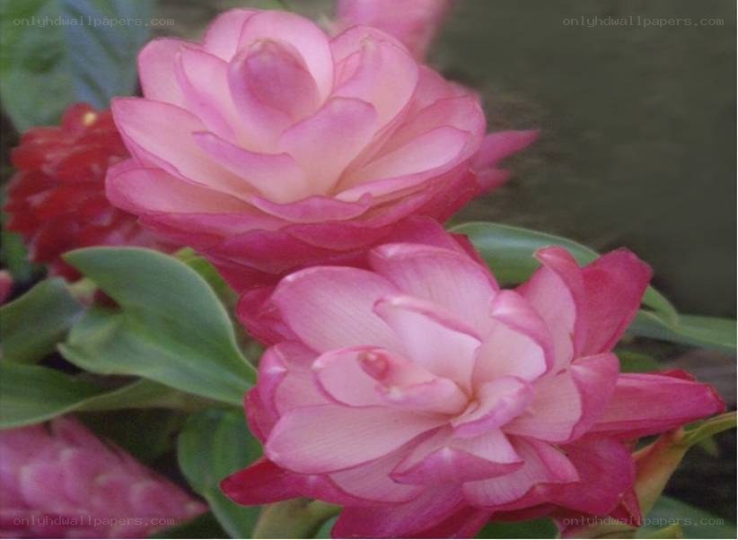 Pink flower blooms