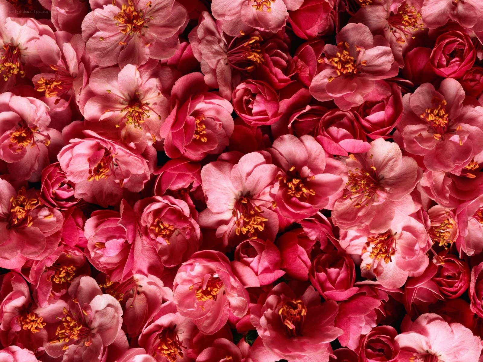 Pink flower bouquet close-up