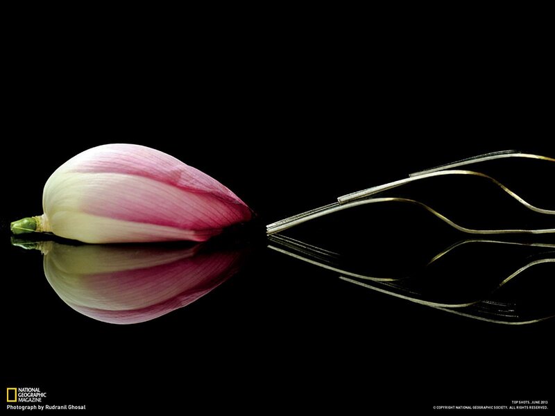 Pink Flower Bud — Black