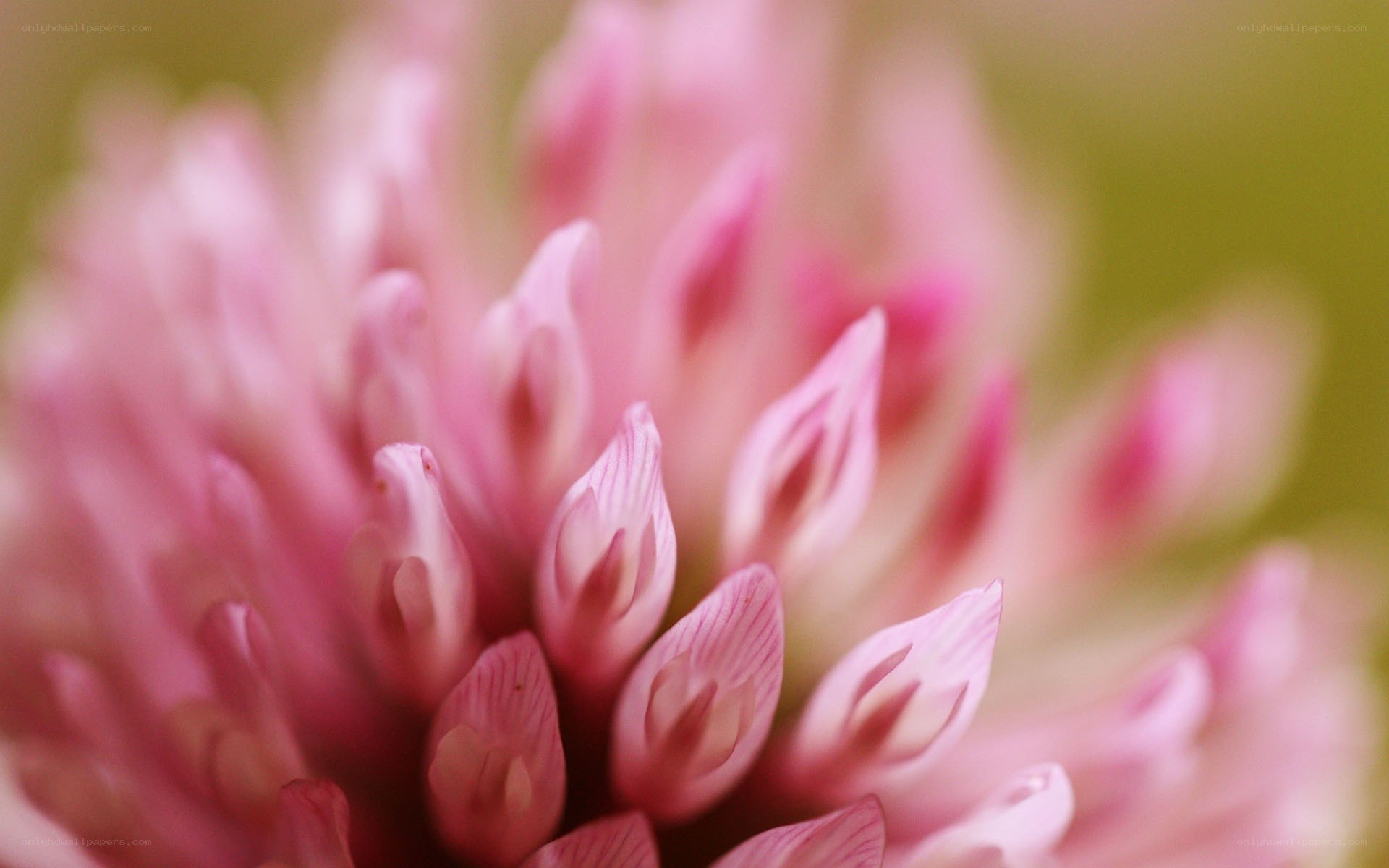 Pink flower bud close-up
