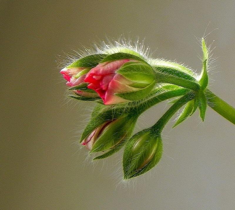 Pink Flower Bud Cluster — Green