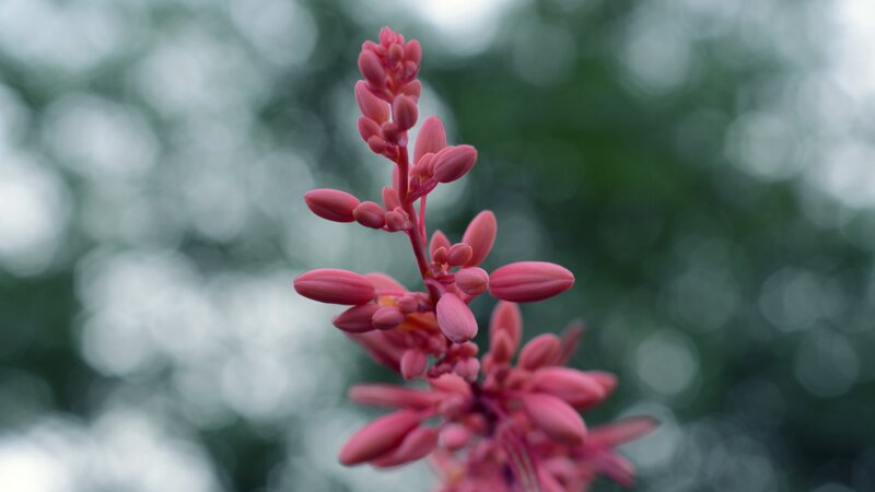 Pink Flower Bud Cluster — Serene