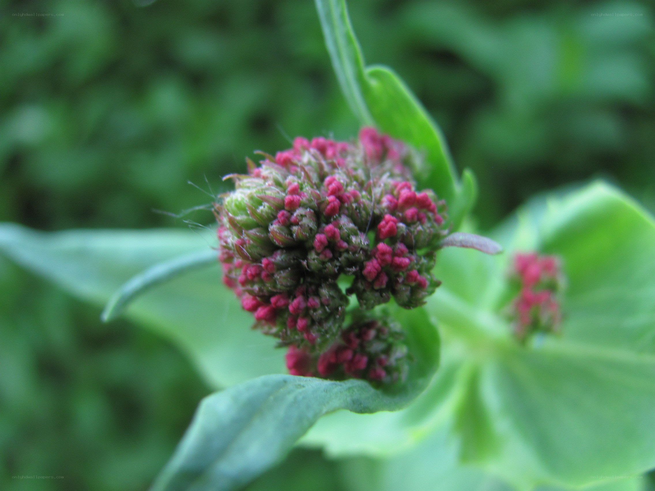 pink flower bud cluster