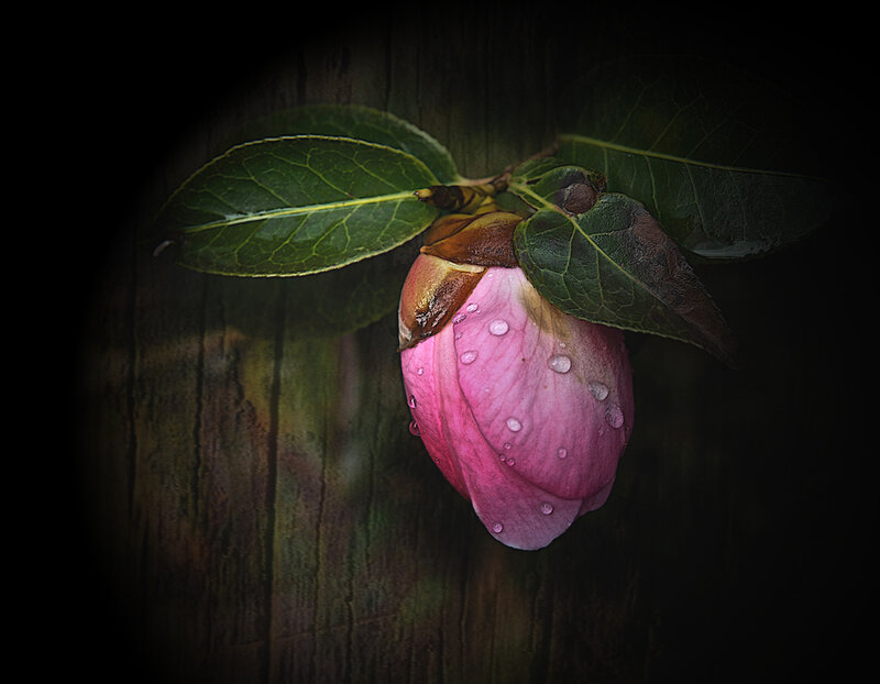 Pink Flower Bud — Dramatic