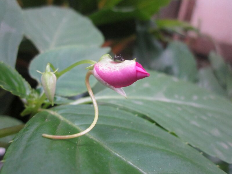 Pink Flower Bud — Green, Calm