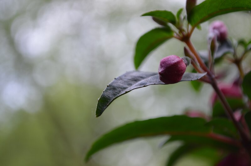 Pink Flower Bud — Green, Serene, Photograph, Leaf