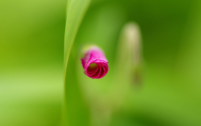 Pink Flower Bud — Green, Serene, Photograph