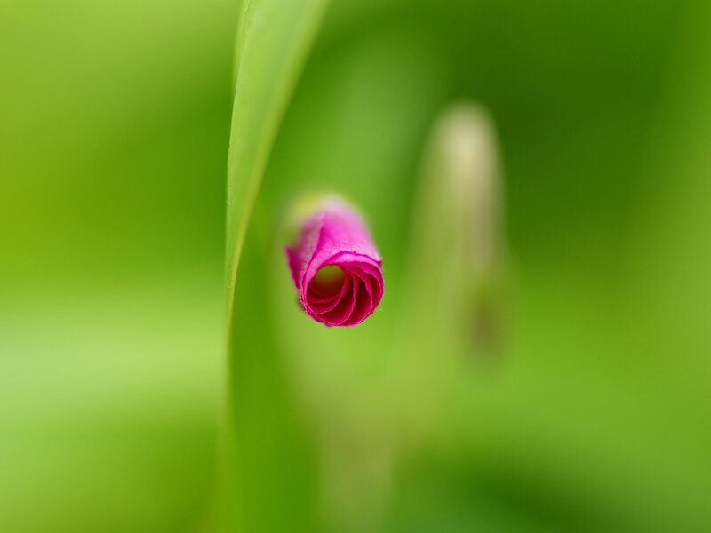 Pink Flower Bud — Green, Serene