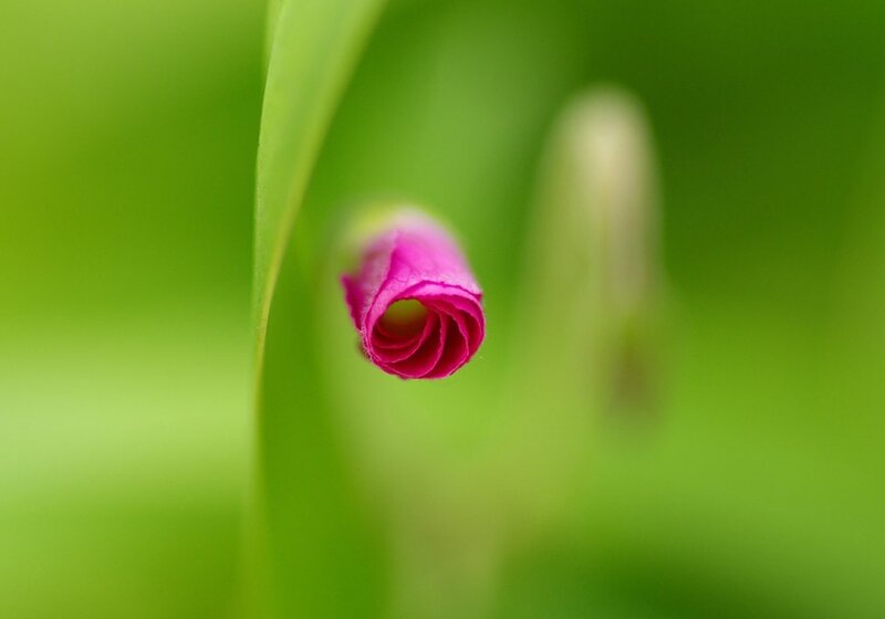 Pink Flower Bud — Green