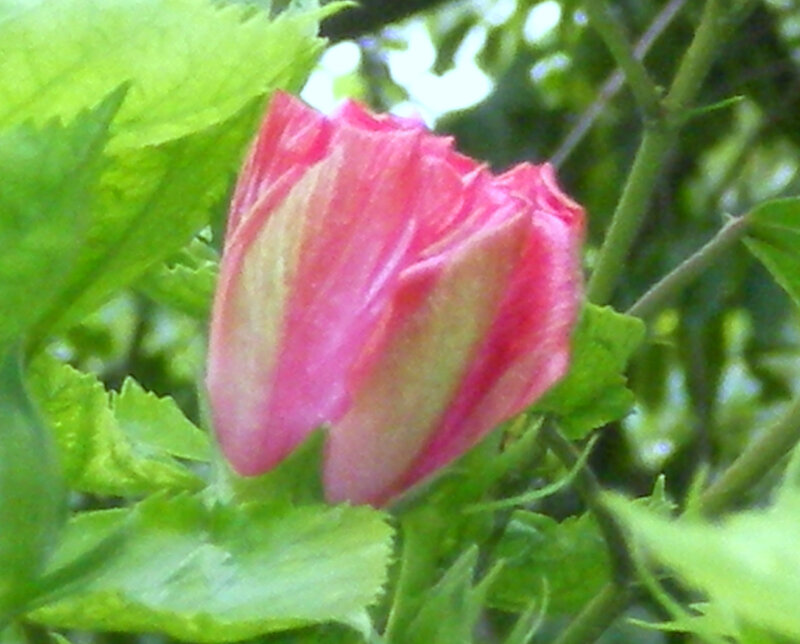 pink flower bud in green leaves