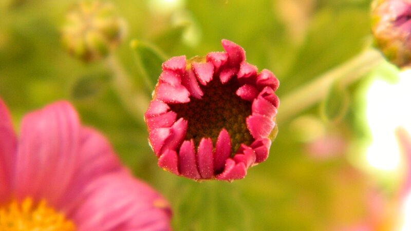 Pink Flower Bud — Natural