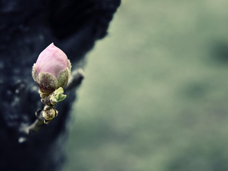 Pink flower bud on a branch
