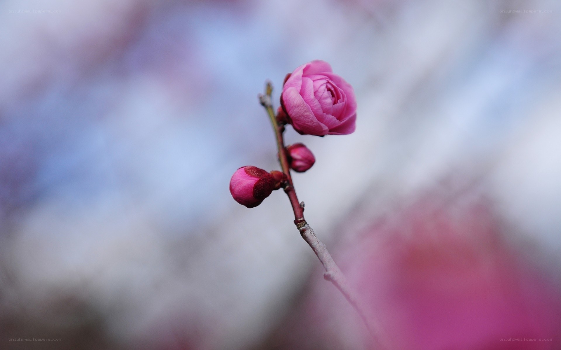 Pink flower bud on a branch