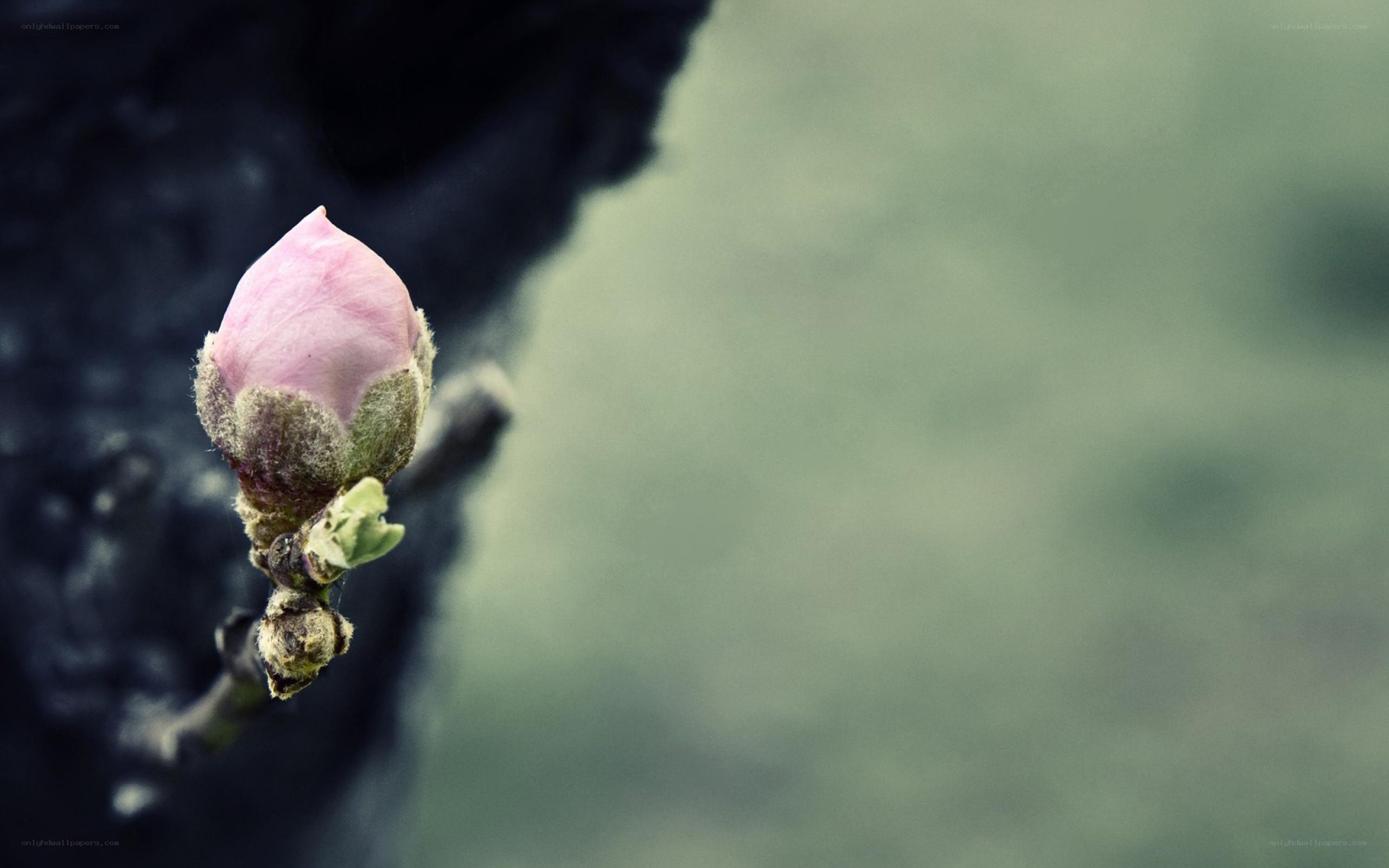 Pink flower bud on branch