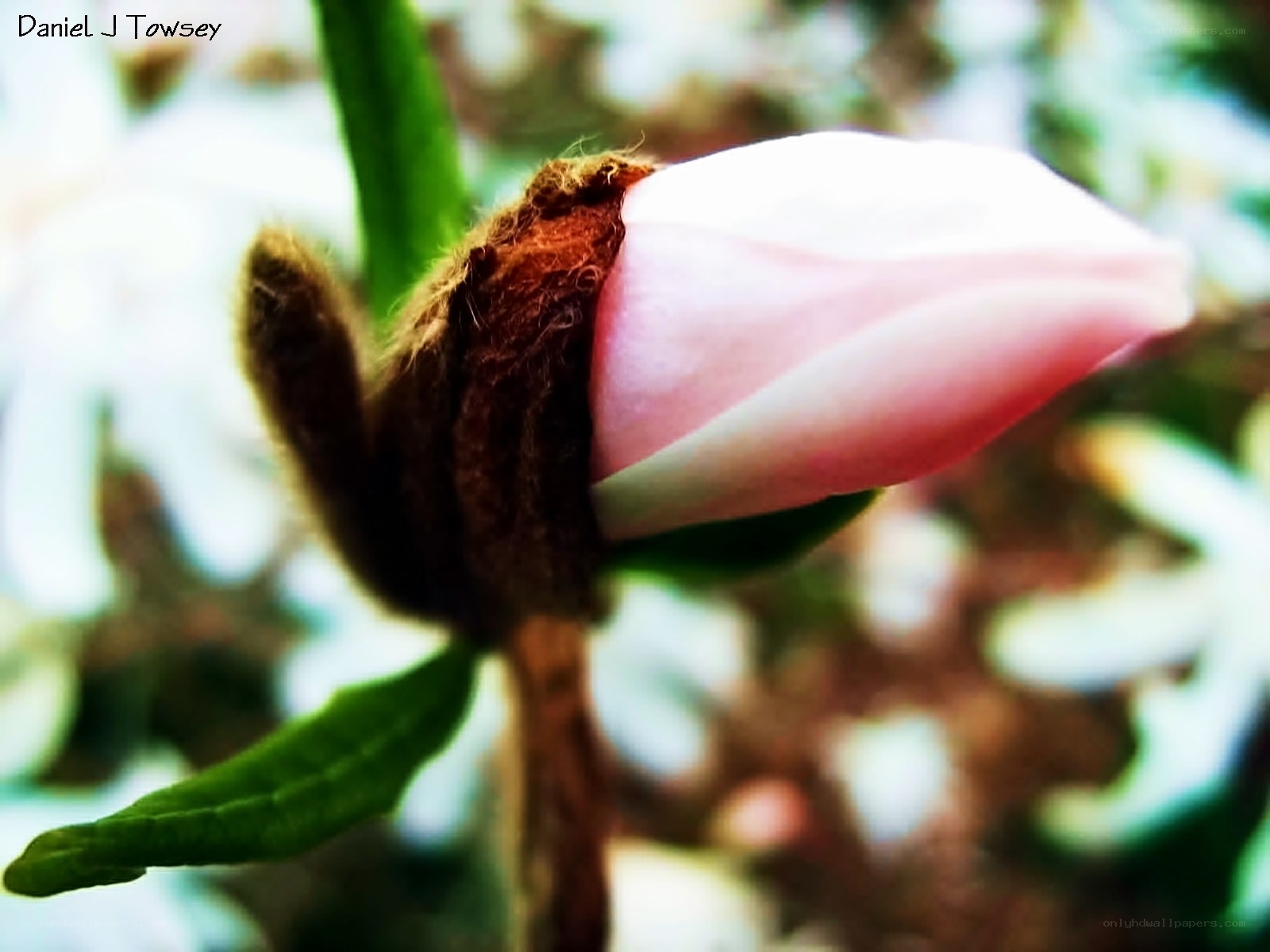 pink flower bud opening