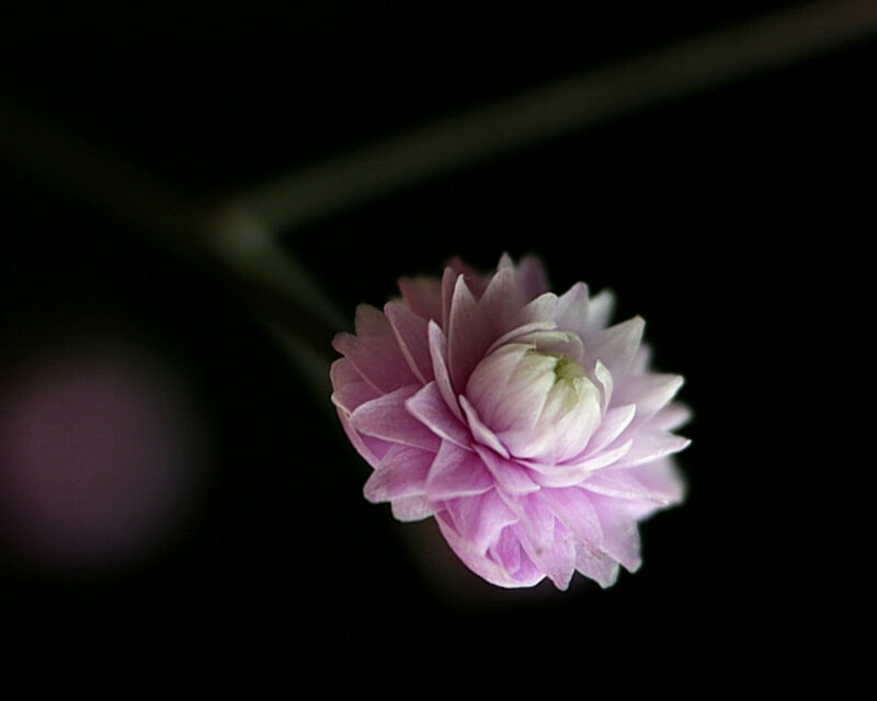 Pink Flower Bud — Purple, Dramatic