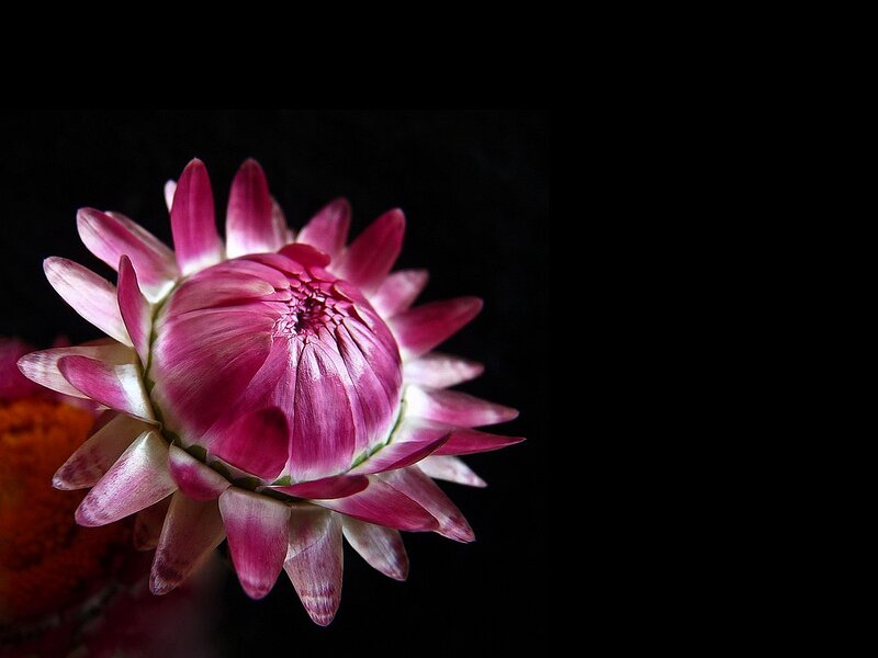Pink Flower Bud — Purple