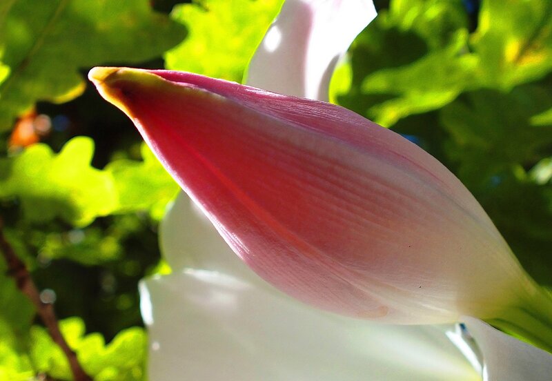 Pink Flower Bud — Serene, Afternoon