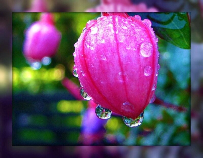 Pink Flower Bud — Serene, Morning, Photograph