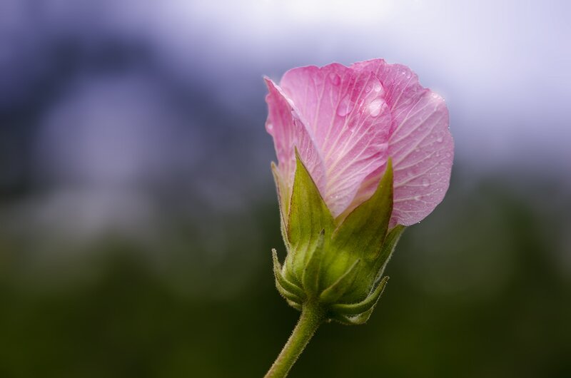 Pink Flower Bud — Serene, Morning
