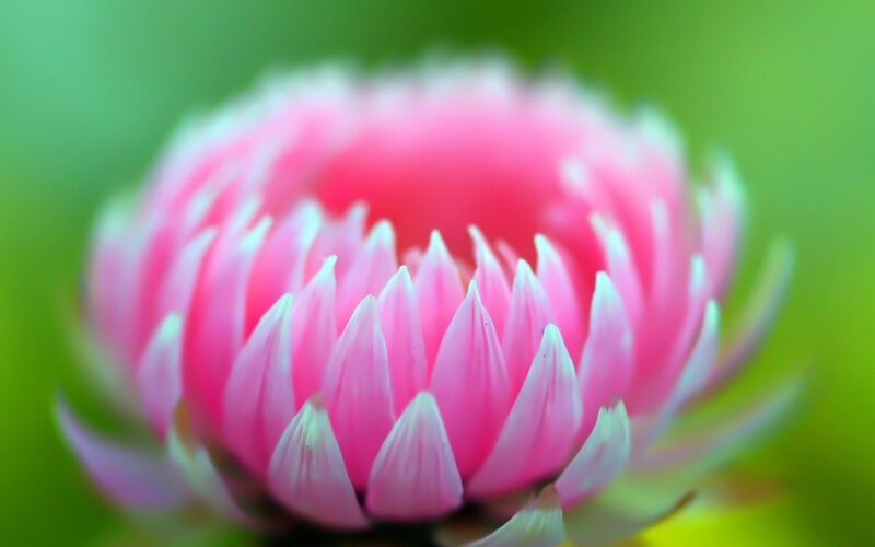 Pink Flower Bud — Serene, Photograph, Green Background