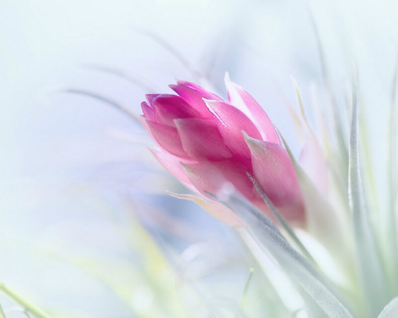Pink Flower Bud — Serene, Photograph, Leaf