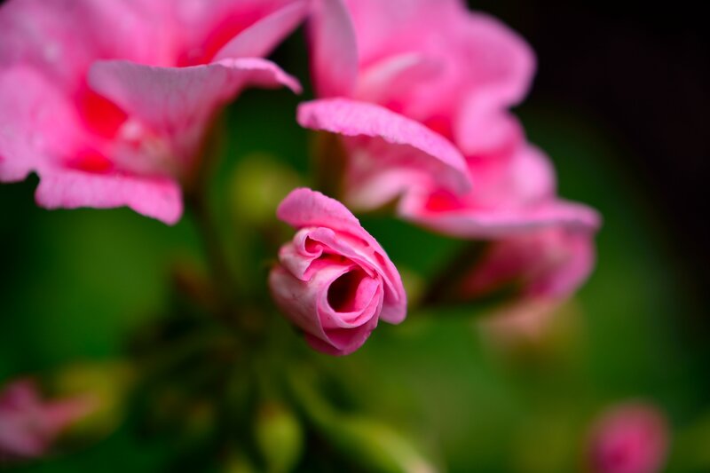 Pink Flower Bud — Serene, Photograph