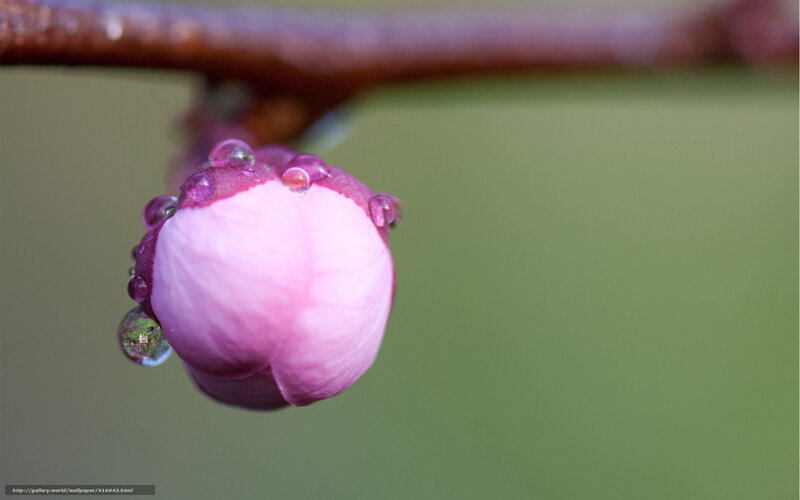 Pink Flower Bud — Serene, Spring, Photograph, Branch