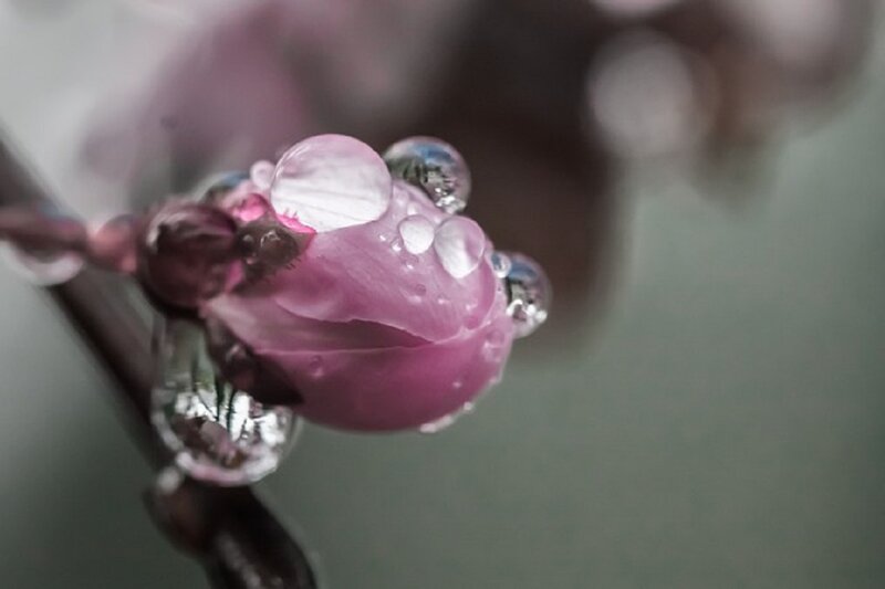 Pink Flower Bud — Serene, Spring, Photograph, Water Droplets