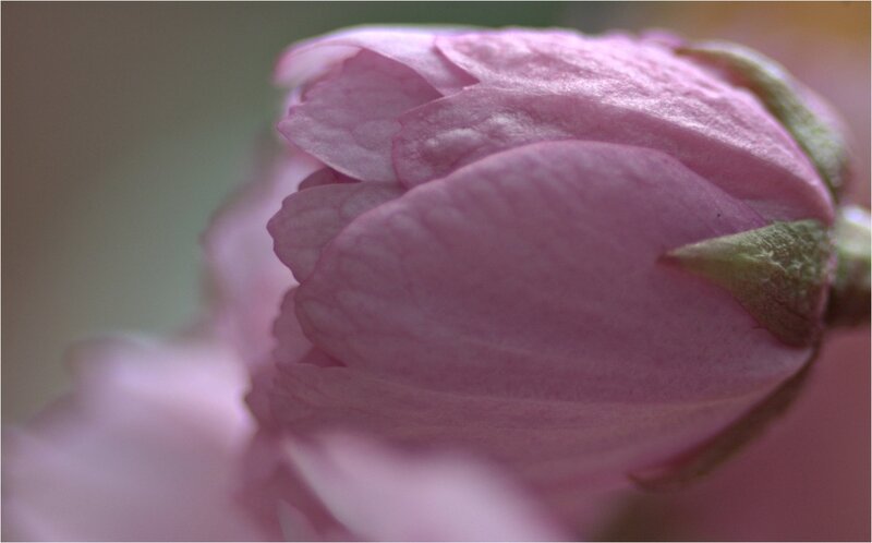 Pink Flower Bud — Serene