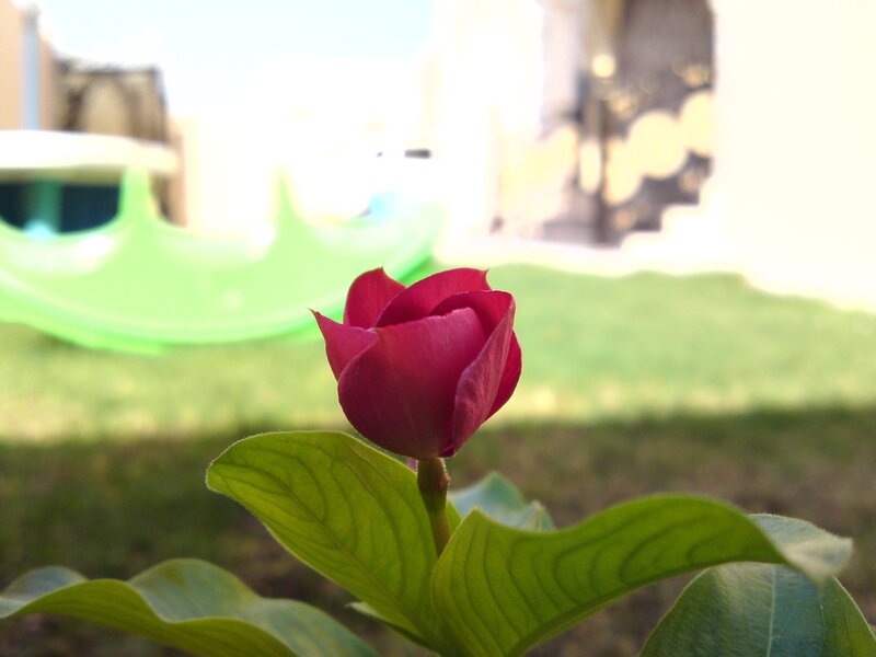 Pink Flower Bud
