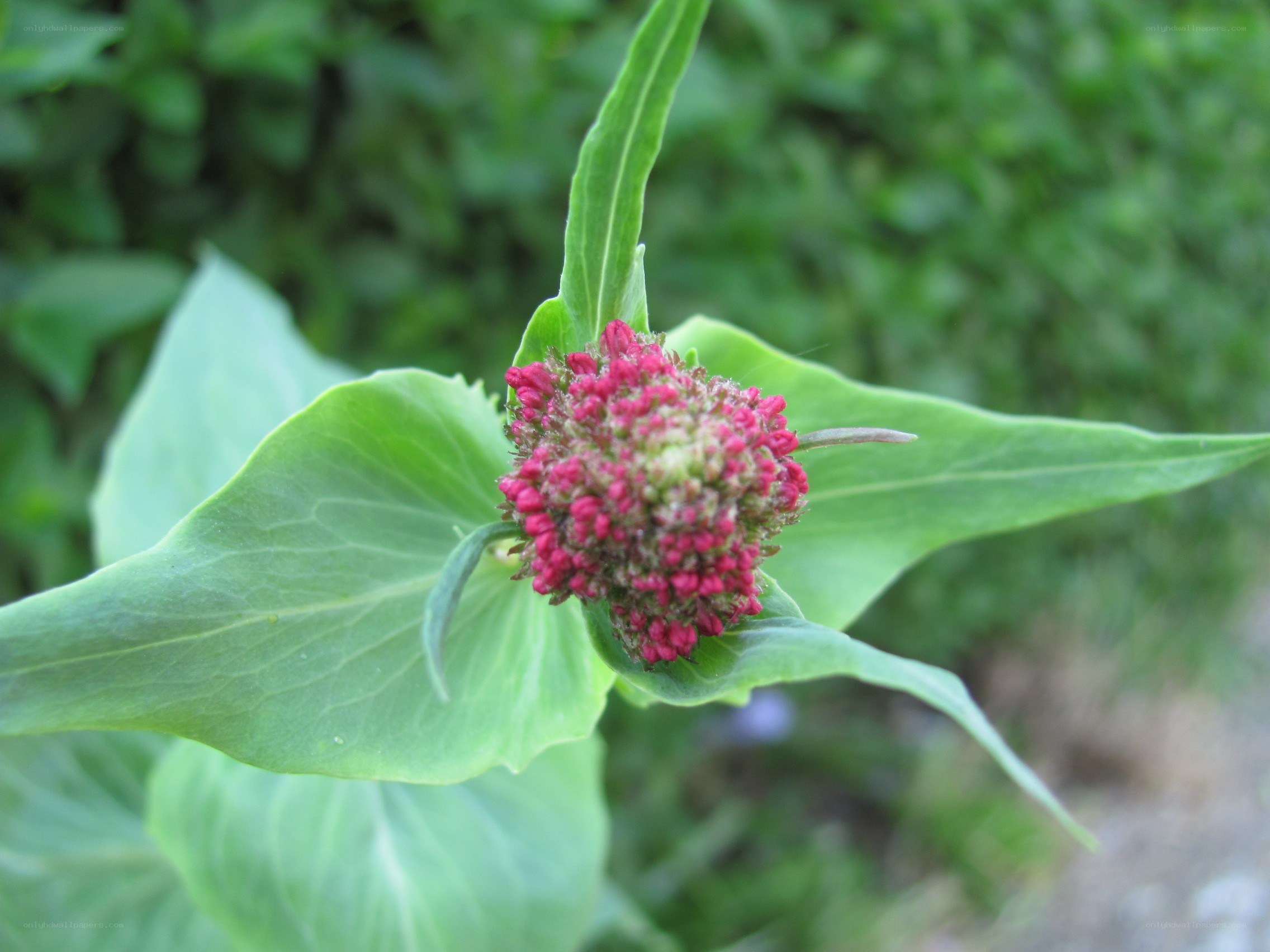 pink flower bud with green leaves