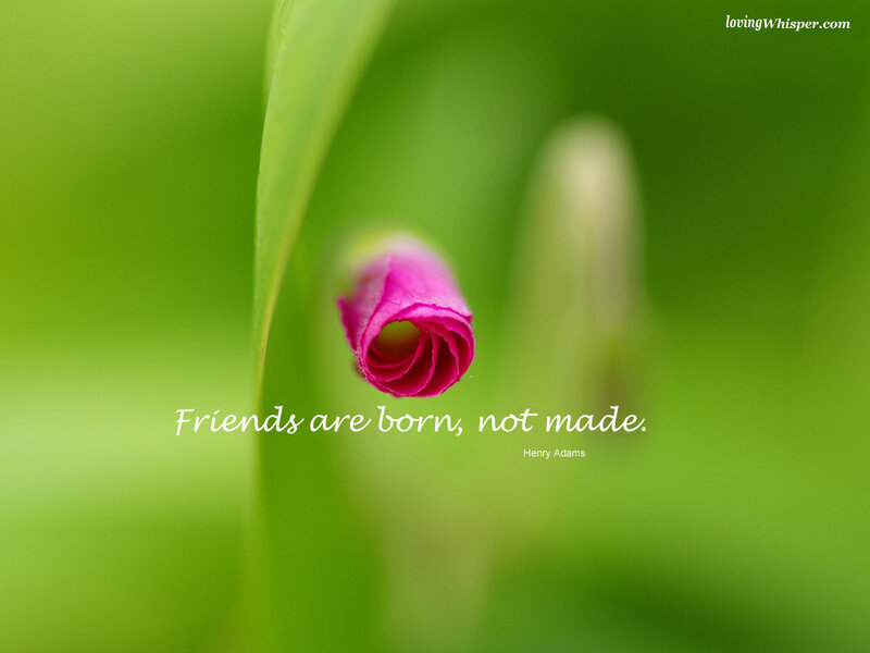 Pink flower bud with quote