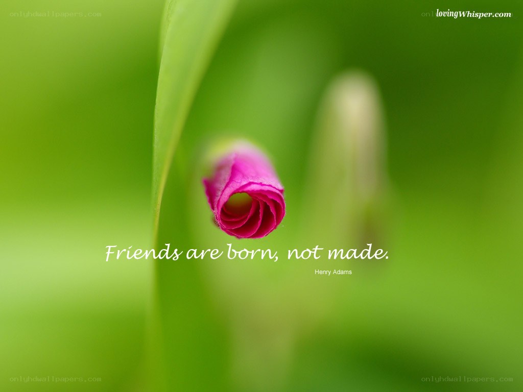 Pink flower bud with quote