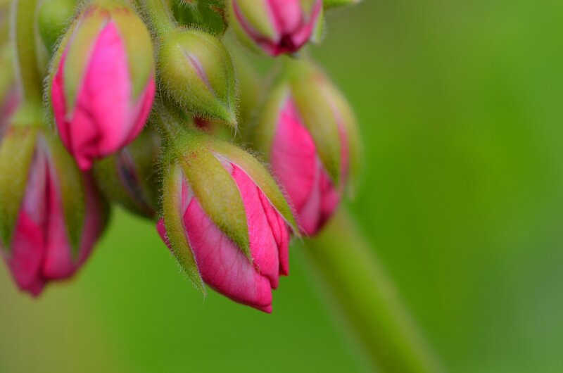 Pink Flower Buds — Calm, Photograph, Stem