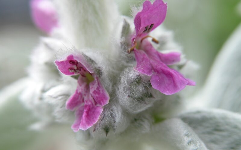 Pink Flower Buds — Calm, Photograph